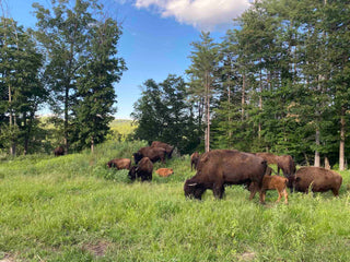 Bison Farm