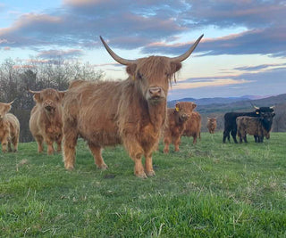 Scottish Highland Cattle Farm