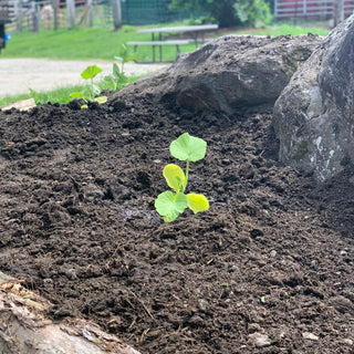 Growing a Giant Pumpkin, Part 3