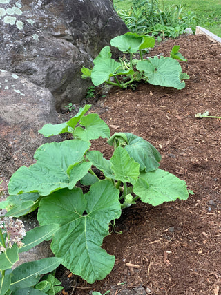 Growing a Giant Pumpkin, Part 4