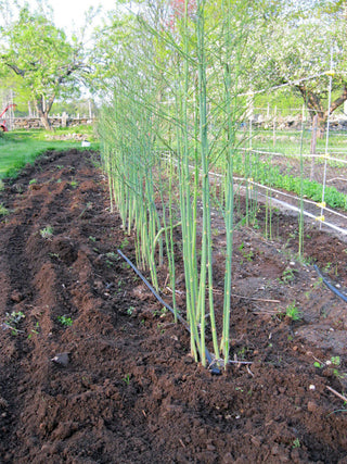 Eating Seasonally, Pt. 2 - Asparagus