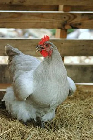 Keep Chickens without Grains and Save Money!