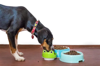 Beyond the Kibble: Why Raw Might be Right for Your Pet