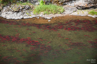 The Truth About Farmed vs. Wild-Caught Fish: What’s Really on Your Plate?