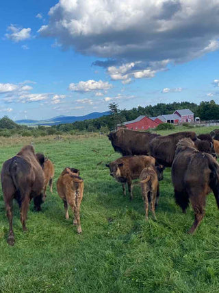 Buffalo Roaming at Pitcher Mountain Farm