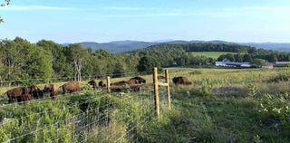 Bison Fencing Project