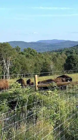 Bison Fencing Project