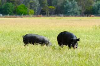 Whole Pig Meat Package