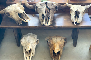 A collection of Buffalo Skulls from Yankee Farmer's Market.