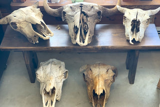 Buffalo Skulls